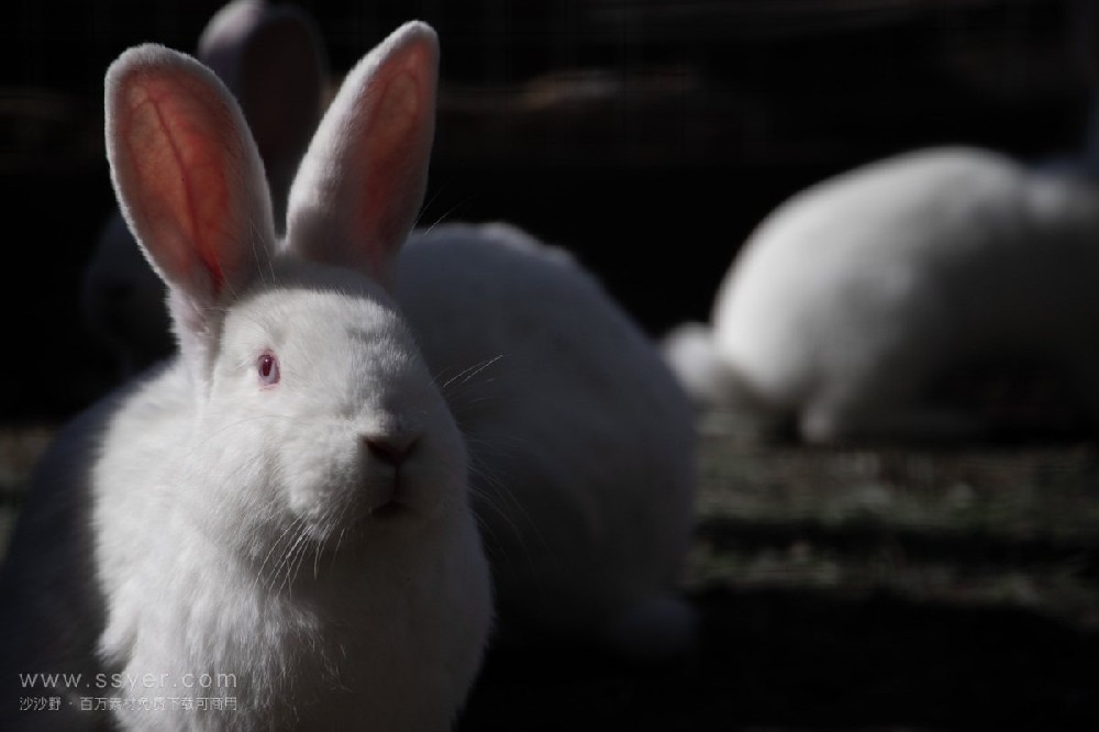 用農(nóng)業(yè)氣象站調(diào)控家兔棚舍內(nèi)氣象環(huán)境 用農(nóng)業(yè)氣象站調(diào)控家兔棚舍內(nèi)氣象環(huán)境