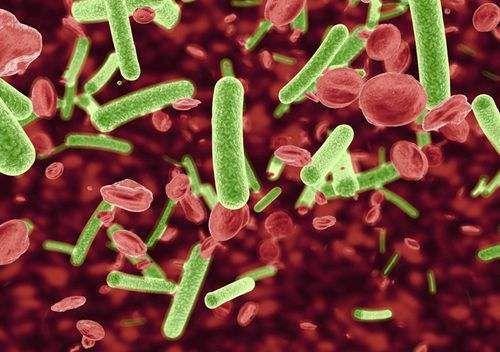 科普｜致瀉大腸埃希氏菌是什么？