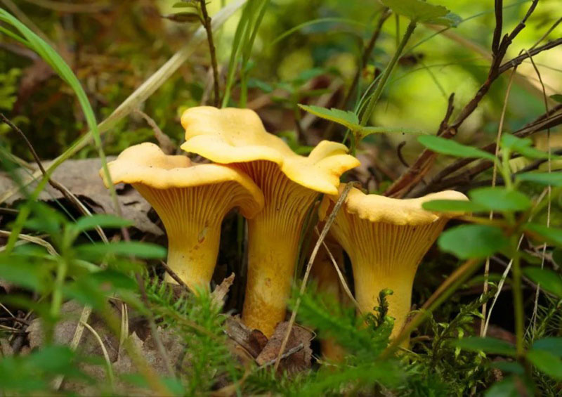 毒蘑菇顏色艷，一起煮大蒜會發黑？真的假的？